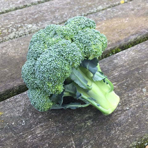 Broccoli, Calabrese, Spain (organic)  - 100g